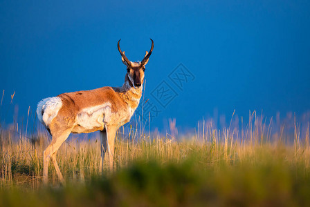 加拿大荒野中的叉角羚图片