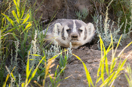 加拿大草原的獾图片