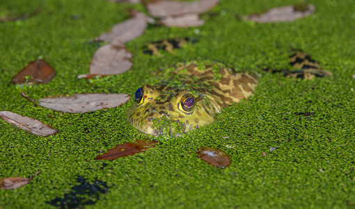 野外的牛蛙背景图片