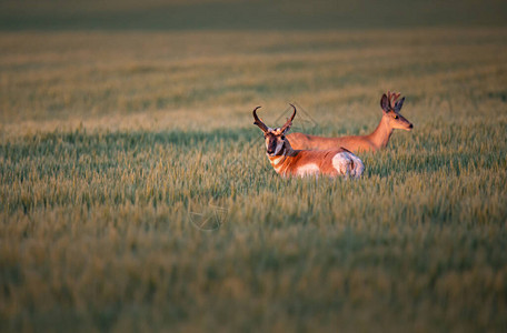 农田里的叉角羚和鹿图片