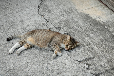 懒惰的流浪小猫睡图片
