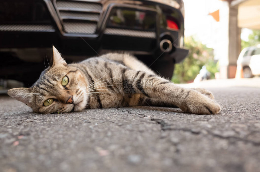 懒惰的虎斑猫睡在车前的地上图片