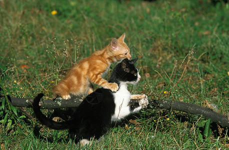 家猫在草上玩的K图片