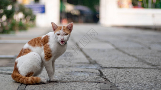 流浪猫保持领先并发出嘶声这是一图片