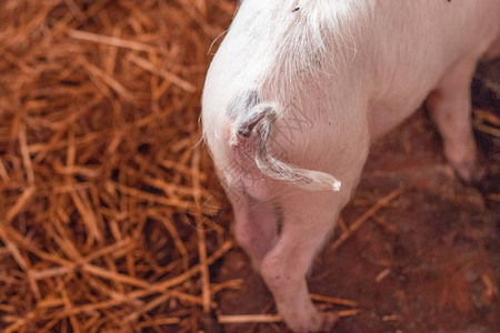 肉类工业农场养猪在农庄的图片