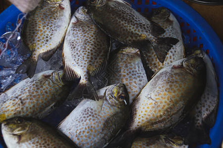 贡布镇当地湿市场的鲜鱼展示了柬埔寨的真实生活当图片