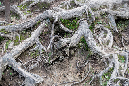 树根的结构图片