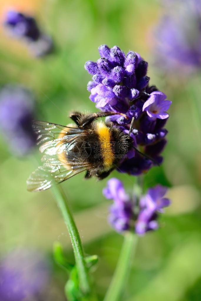 大黄蜂为薰衣草花授粉的宏观照片图片