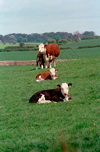 母牛和三头小牛观看图片