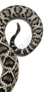 Crotalusatrox西部菱纹背响尾蛇或德克萨斯菱纹背白背景图片