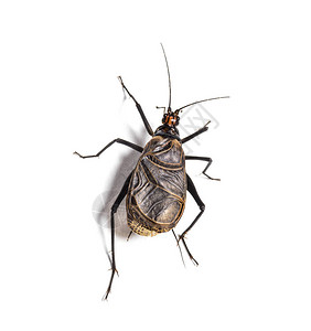 埃塞俄比亚蟋蟀图片
