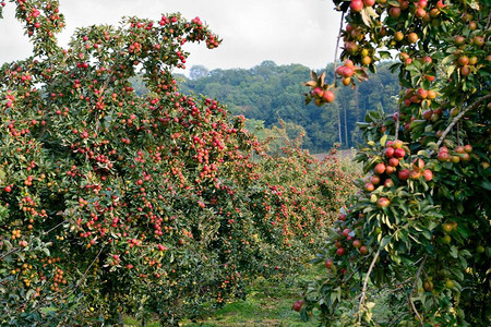 苹果树种植大图片