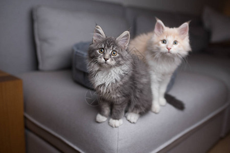 坐在沙发上的两只大米豆小猫背景图片