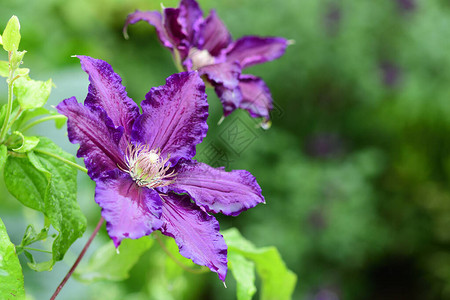 关闭盛开的紫色铁线莲花图片