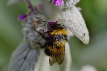大黄蜂为毛茸的荆棘花授粉的微距镜头图片