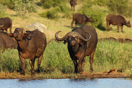 开普布法罗肯尼亚野生动物高清图片