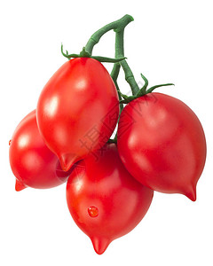 葡萄树上的西红柿意大利的图片