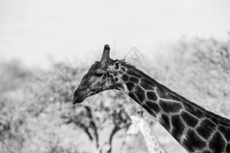南非克鲁格公园的Giraffe图片