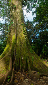 接近厄瓜多尔亚马逊地区森林中间的一棵百年之久的HIGUERON巨树背景图片