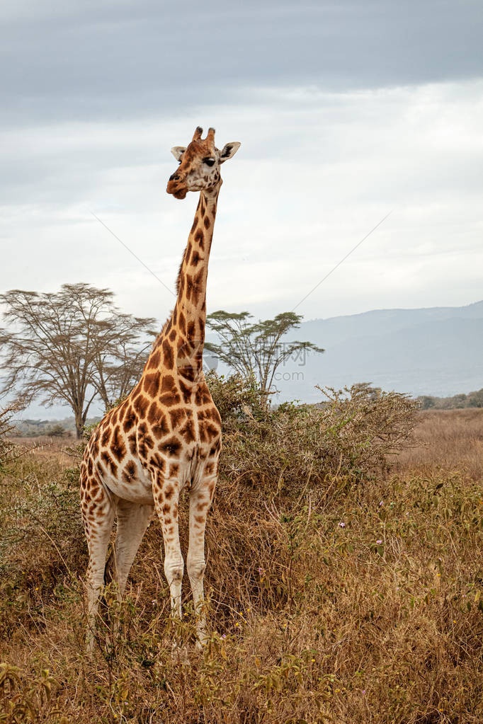 Ruthschild的长颈鹿站在肯尼亚非洲图片
