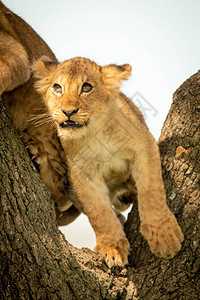 小狮子站在树上的另一个旁边图片