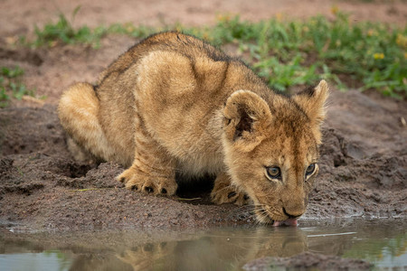 小狮子躺在泥潭边喝水图片