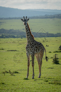 Masai长颈鹿小牛图片