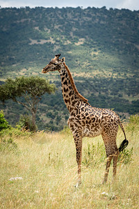 Masai长颈图片