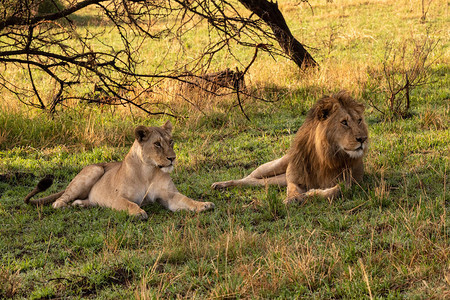 雄狮和母狮并排躺着图片