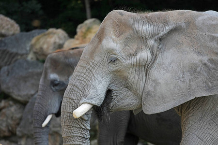 动物园里非洲象的特写图片