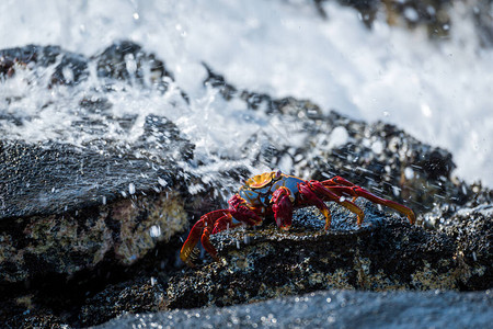 SallyLightfot螃蟹被高清图片