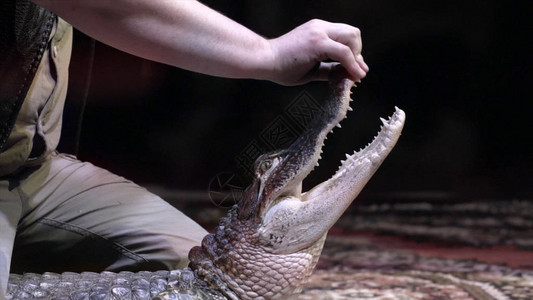 人向鳄鱼张开嘴行动鳄鱼魔术师张开嘴的特写不是黑色孤立背背景图片