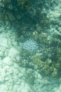 塞舌尔的珊瑚漂白海在La背景图片