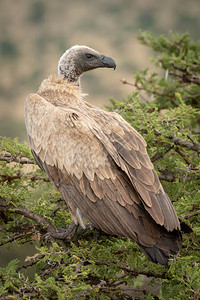 非洲白背秃鹫在树转头背景图片