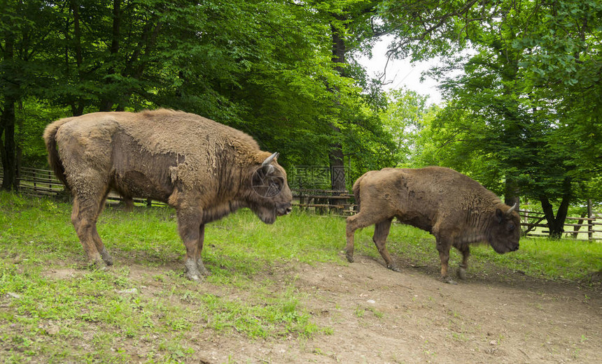 罗马尼亚2015年6月21日在HategBisonReservation图片