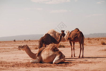 单峰骆驼在沙漠中休息图片
