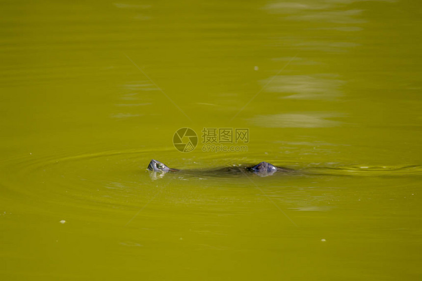 绿水中的鳄鱼有图片