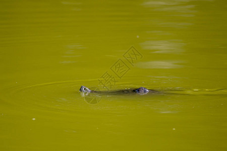 绿水中的鳄鱼有图片