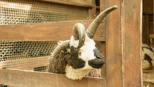 动物园里的家养角羊图片
