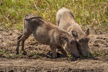 两只常见的疣猪在草丛中吃草图片