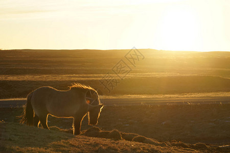 草原马冰岛野生背景图片