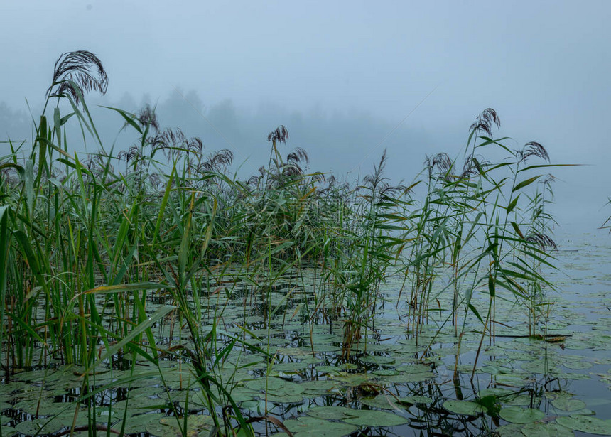 雾的风景晨雾中的湖泊模糊的图片