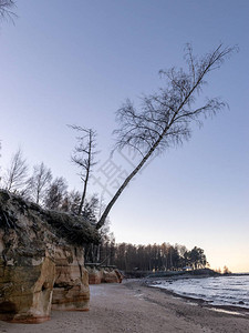 海边岩石沙石悬崖和树木的风景图片