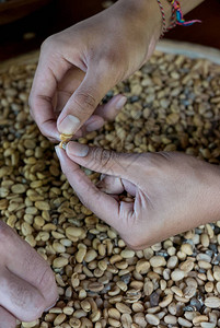 印度尼西亚巴厘岛咖啡豆附图片