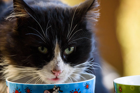 黑色流浪猫的肖像猫吃东西图片