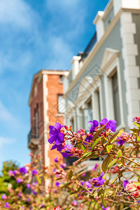 加州旧金山的鲜花和美丽的房子图片
