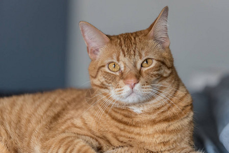 可爱的Tabby猫表现出极大的兴趣睁大眼背景图片