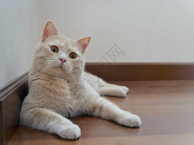 一只可爱的蜜桃色小猫眼睛有琥珀的猫躺在地板上图片