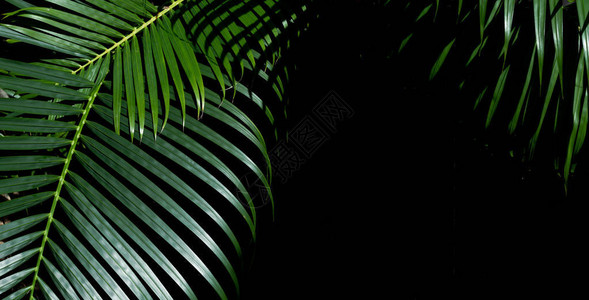 在深色背景的绿叶热带棕榈叶背景图片