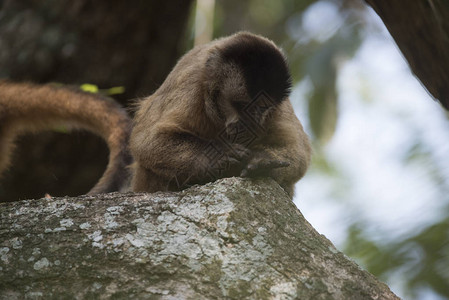 棕色条纹簇绒卷尾猴亚马逊丛林巴西图片